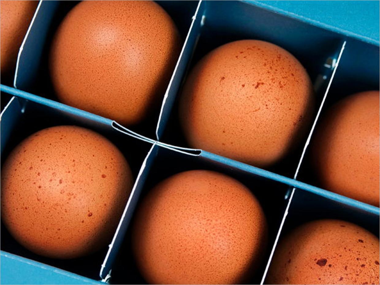 美國Consert Pastures雞蛋品牌包裝設計之內(nèi)部結(jié)構(gòu)展示