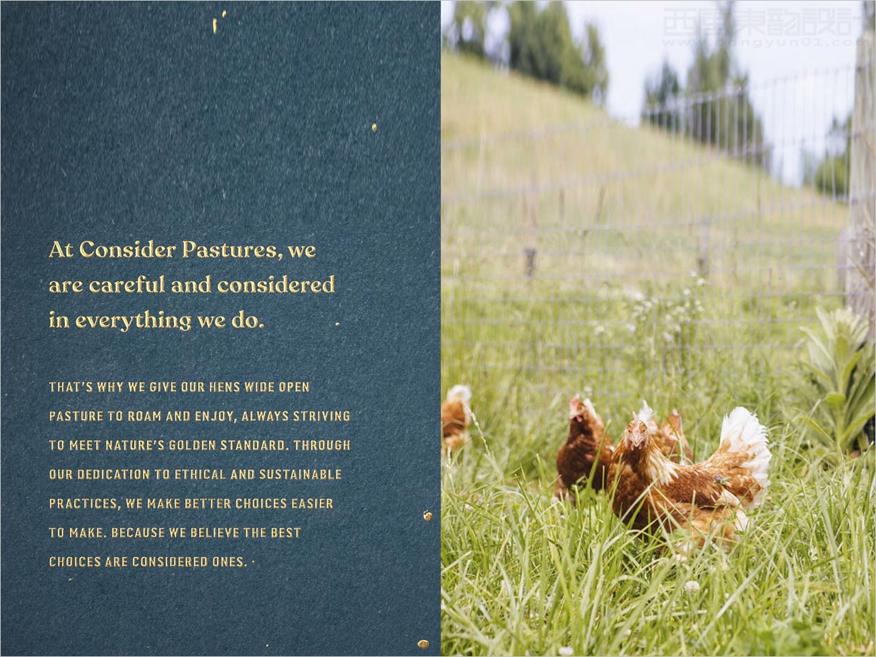 美國Consert Pastures雞蛋品牌產(chǎn)品手冊設計