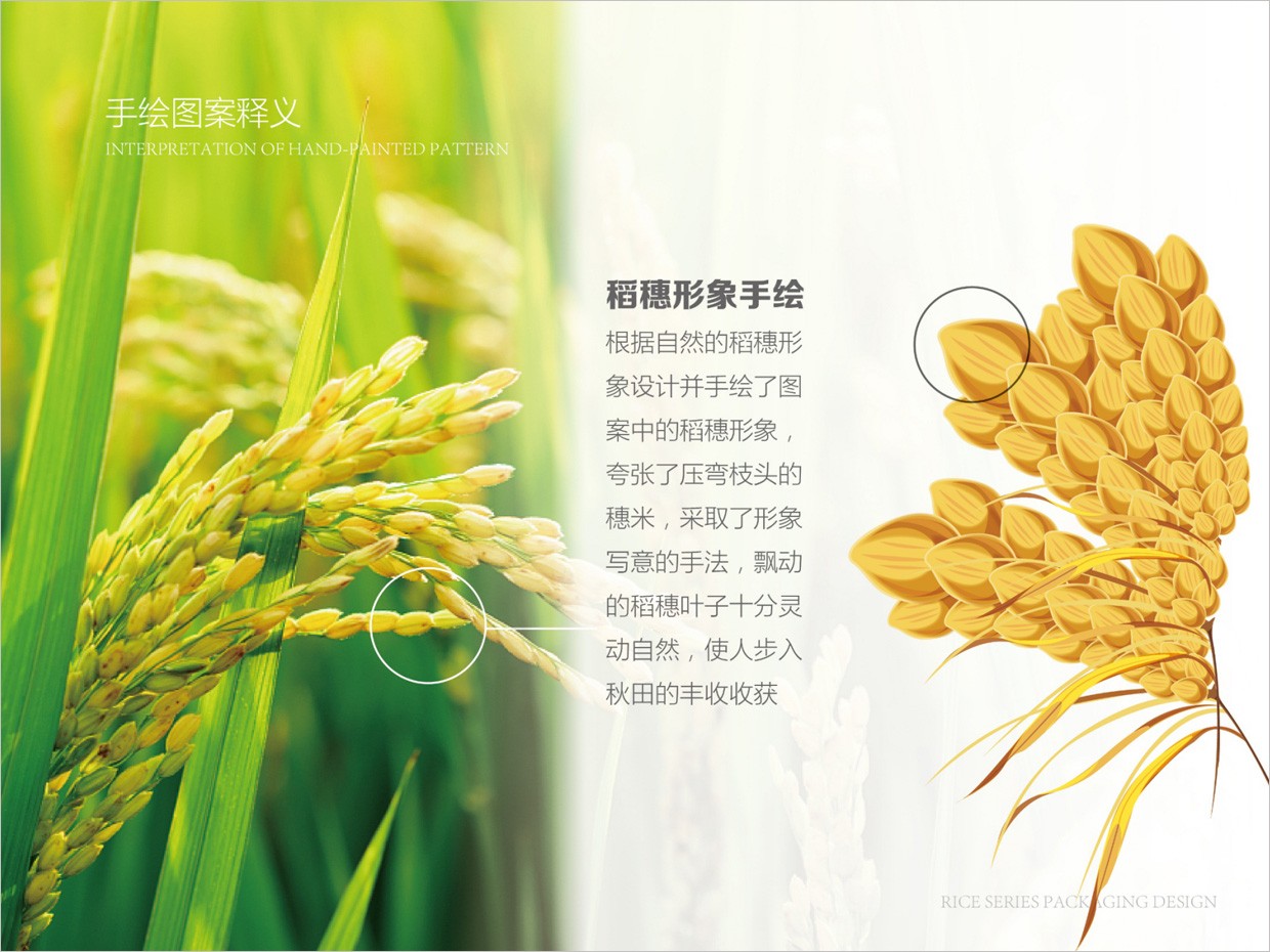 綠牧嶺大米農產品包裝設計之水稻手繪插圖
