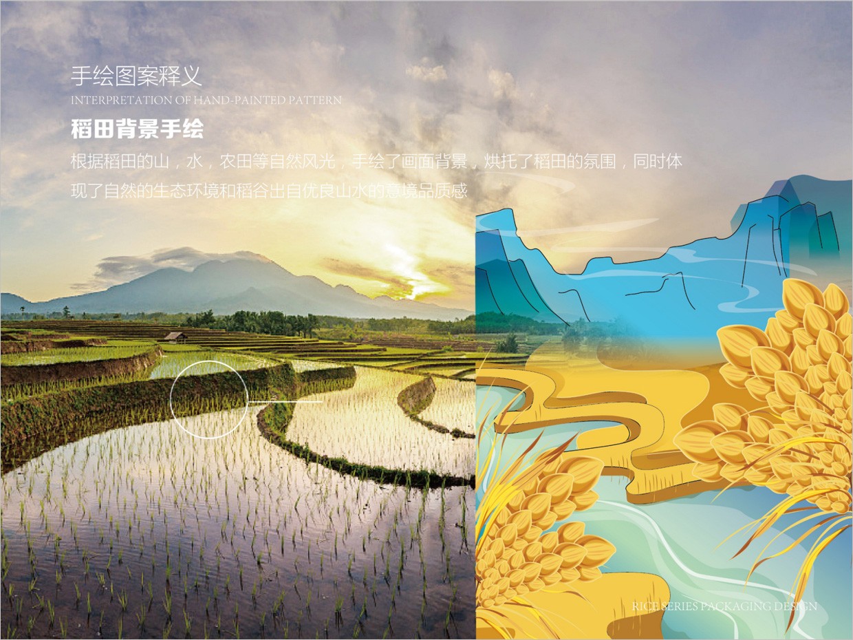 綠牧嶺大米農產品包裝設計之稻田手繪插圖